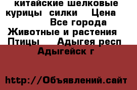 китайские шелковые курицы (силки) › Цена ­ 2 500 - Все города Животные и растения » Птицы   . Адыгея респ.,Адыгейск г.